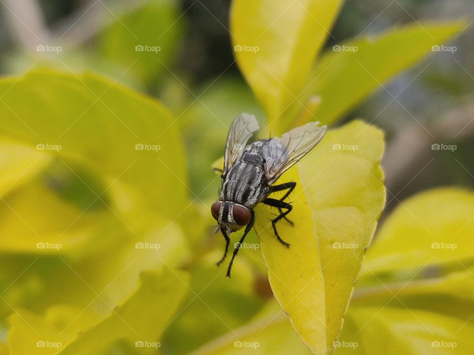 Diptera