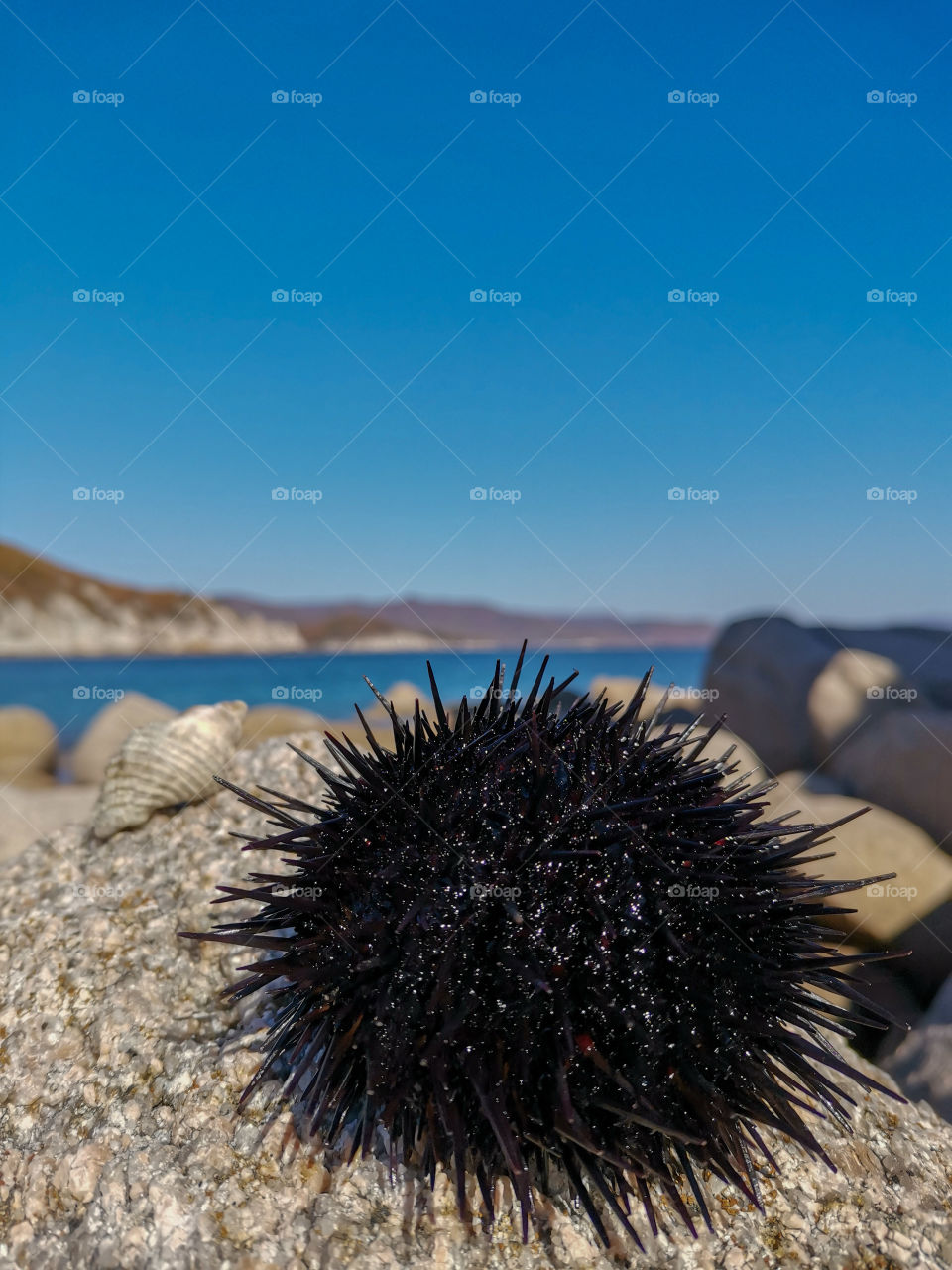 Sea urchin