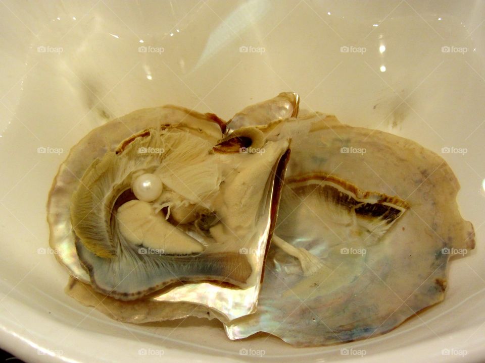 Pearl oyster