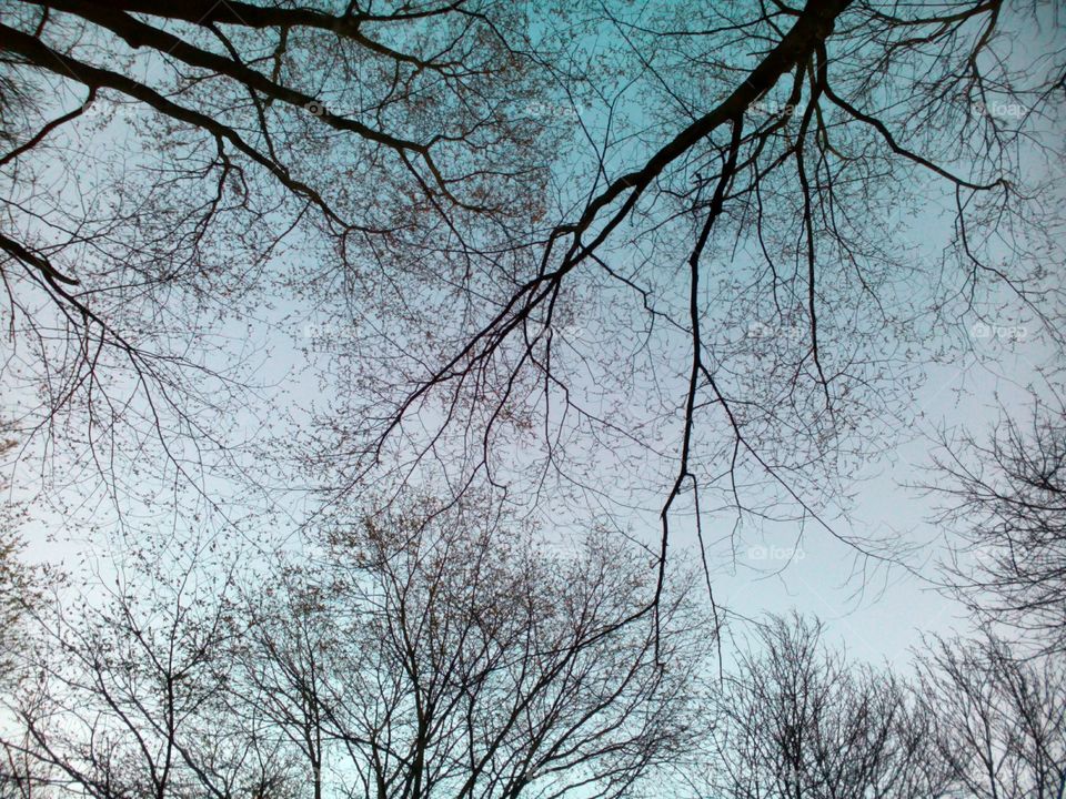 Tree, Branch, Winter, Wood, Weather