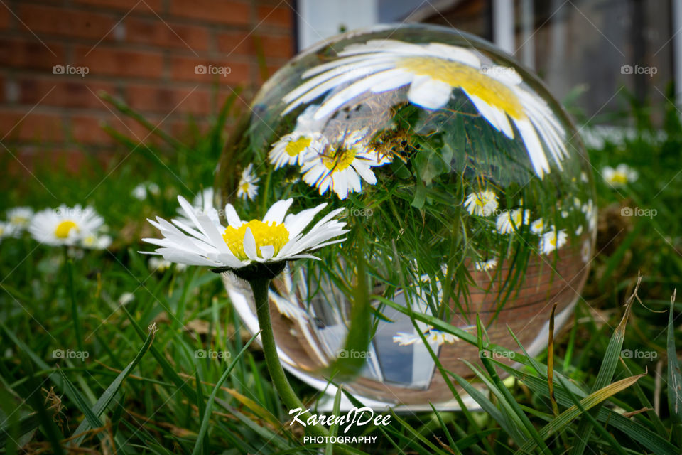 daisies through a lensball.