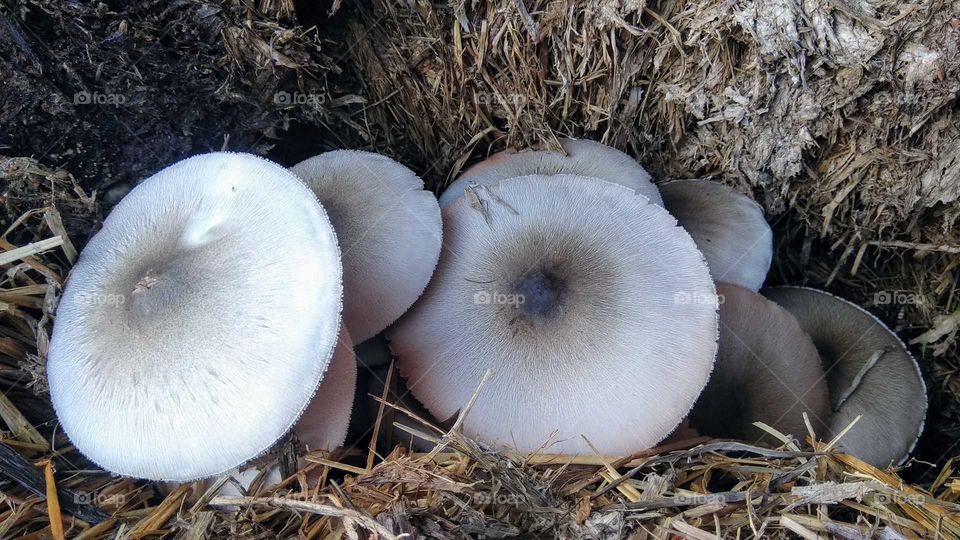 straw Mushroom