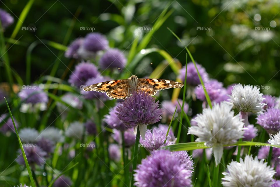 Flower, Nature, Garden, Summer, Flora