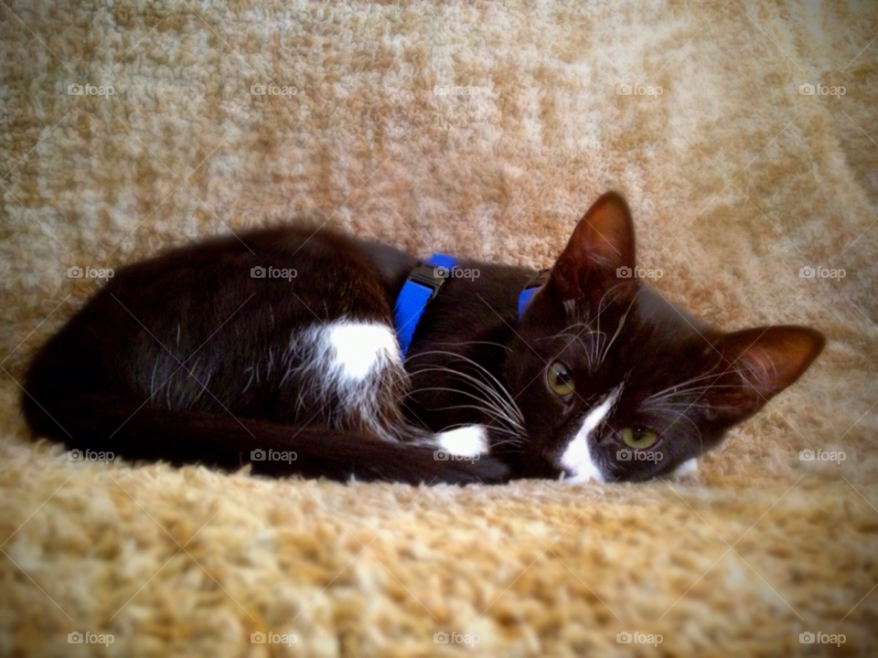 black cat sleeping kitten by srpphoto