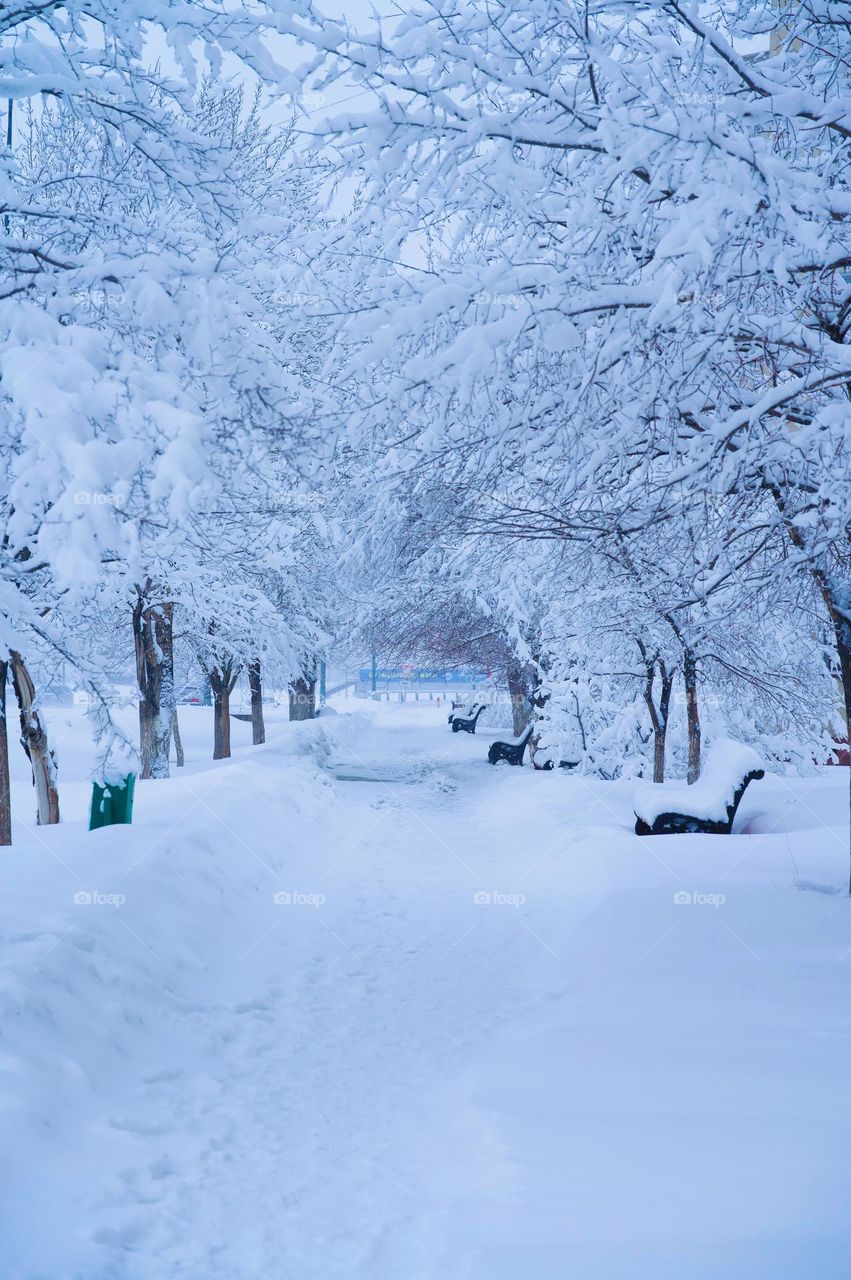 Snow Path And trees Covered with Snow 