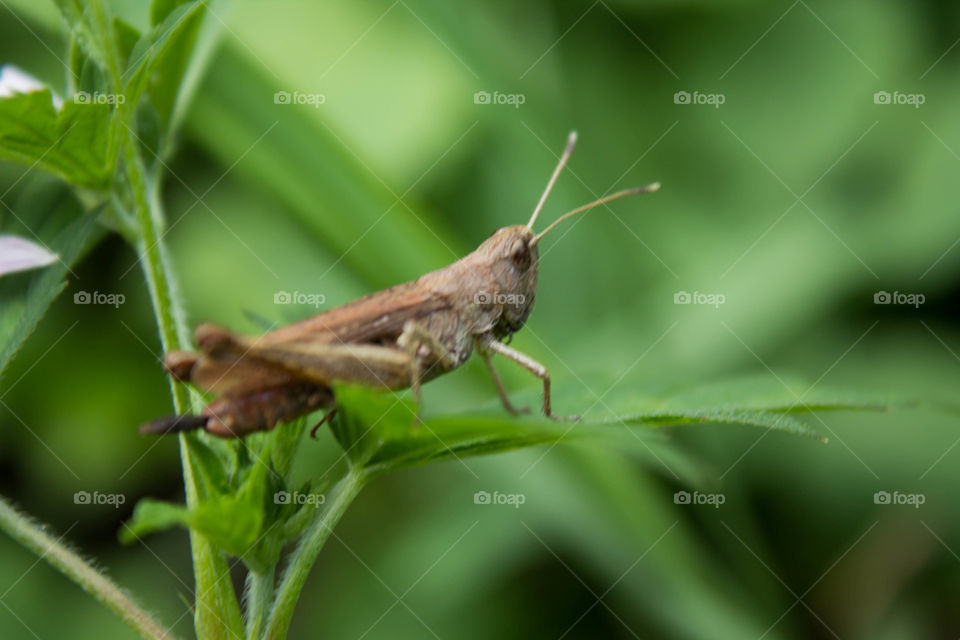 Insect, Nature, No Person, Invertebrate, Leaf