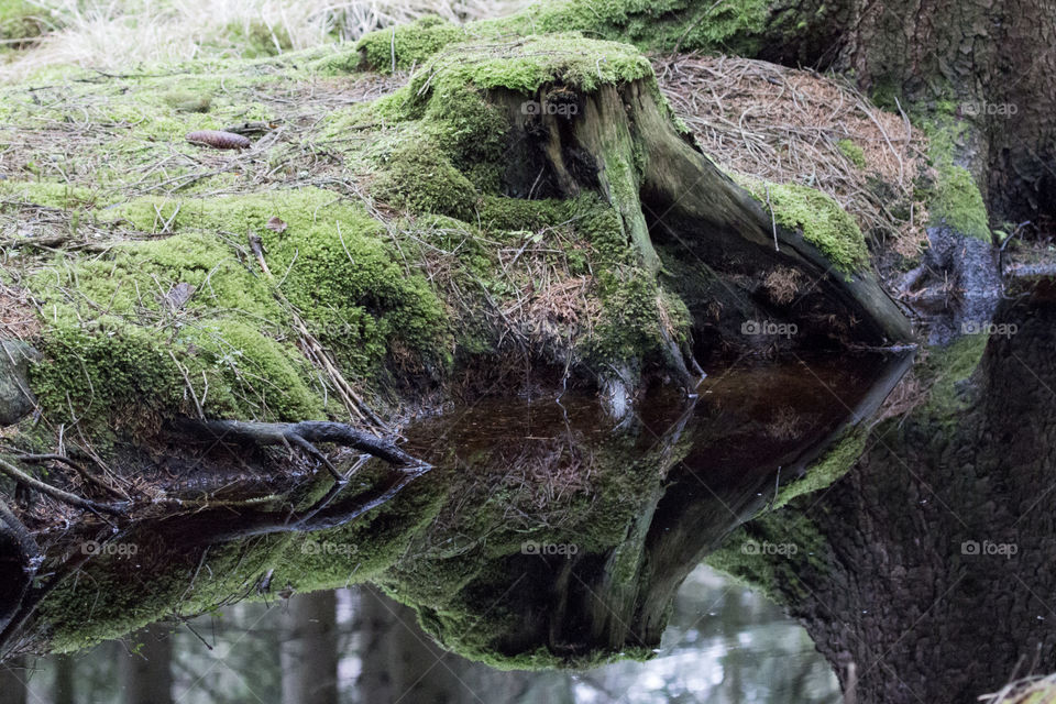 Scenic view of creek