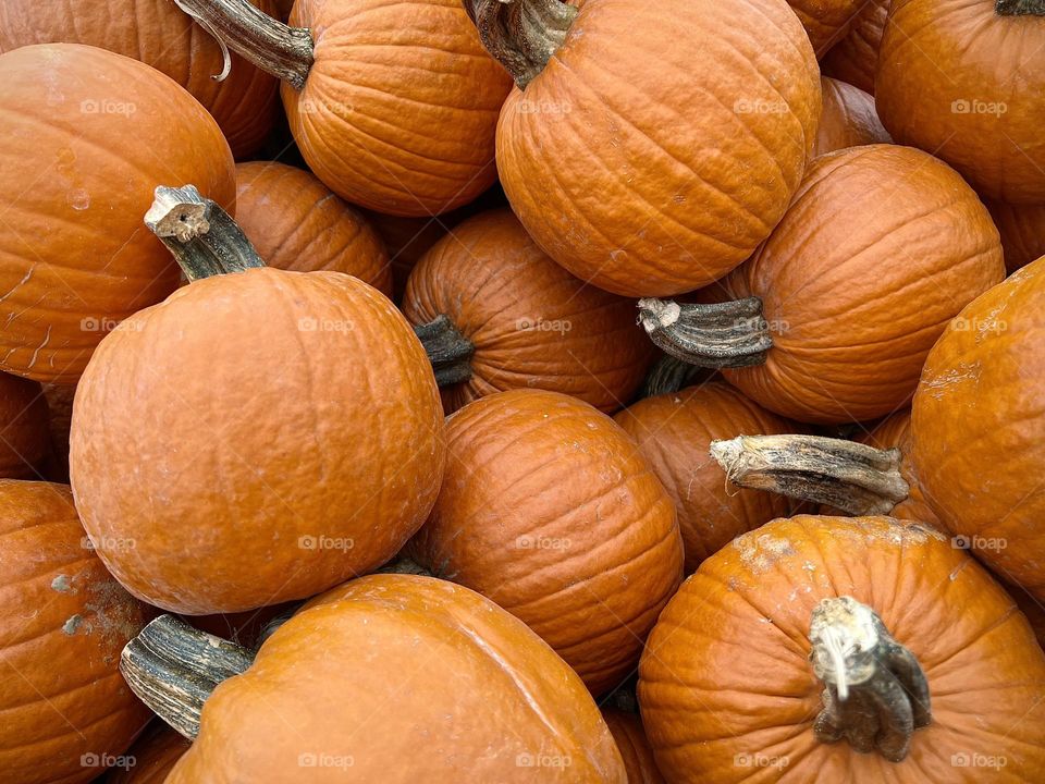 A bunch of pretty orange pumpkins 