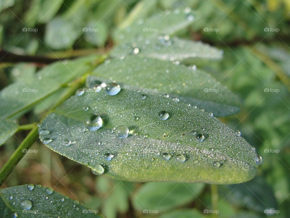 Many round drops on leaf