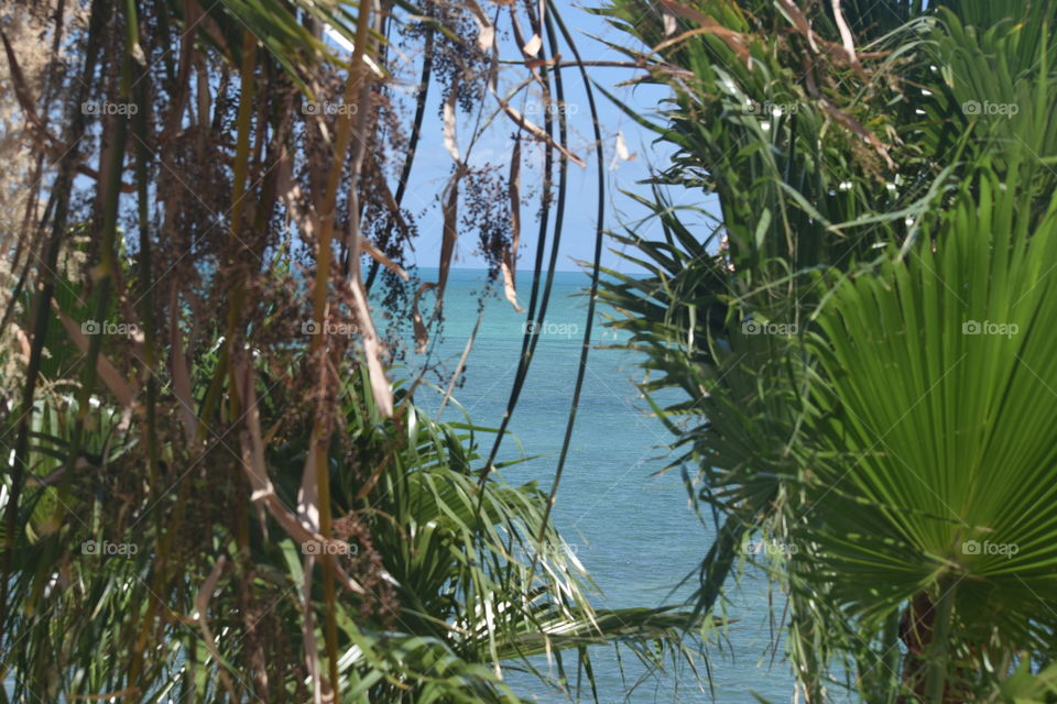 Water between the Palms 