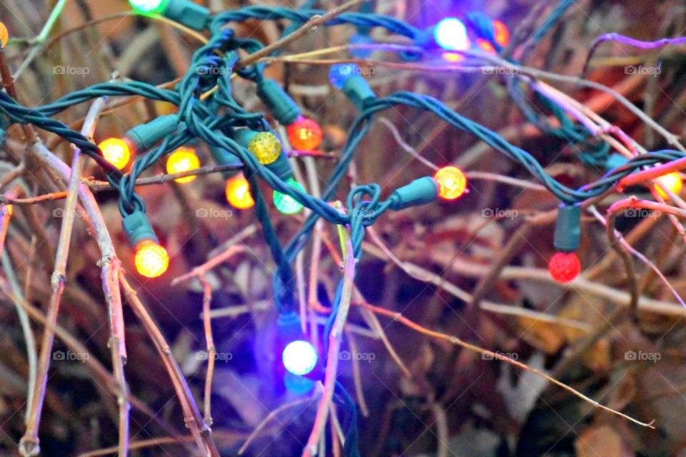 Toledo Zoo lights before Christmas