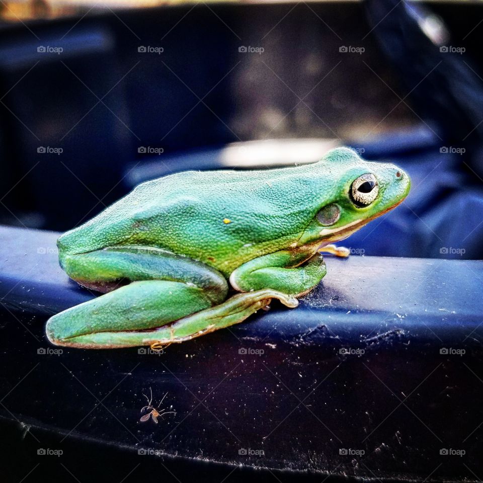Frog Day Afternoon II