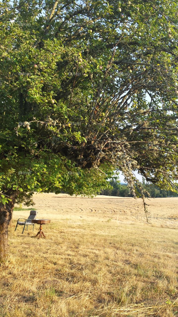 ceremony remnants. I went to a wedding that was on this farm, under these trees, the chair and stand had been for the elderly officiant