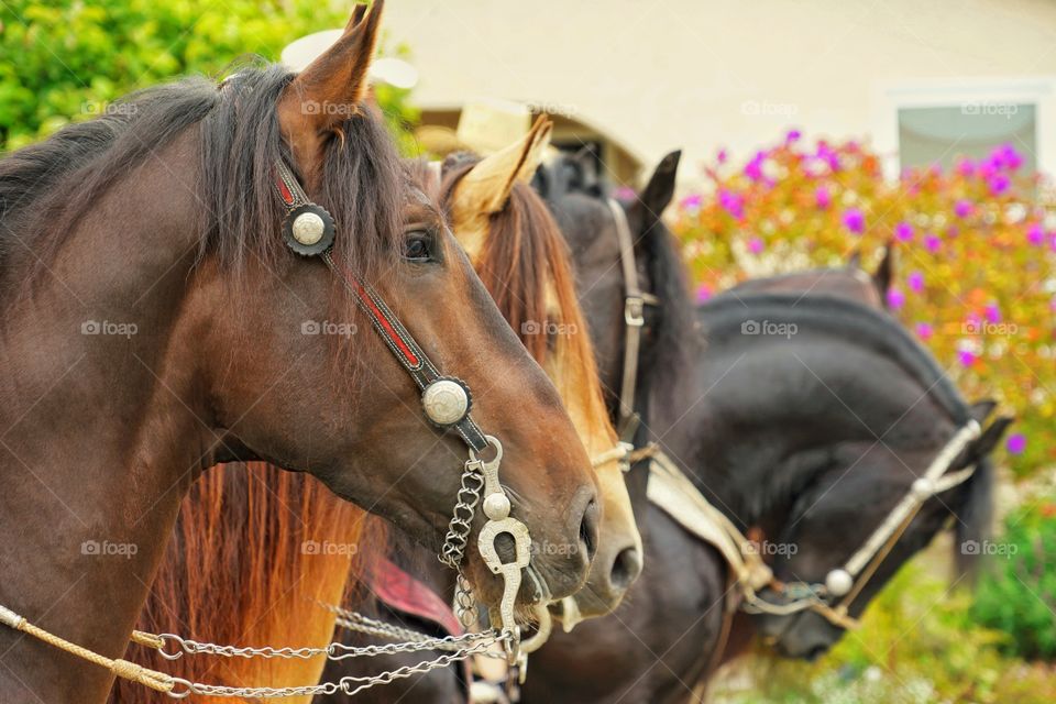 Profile Of Magnificent Horses
