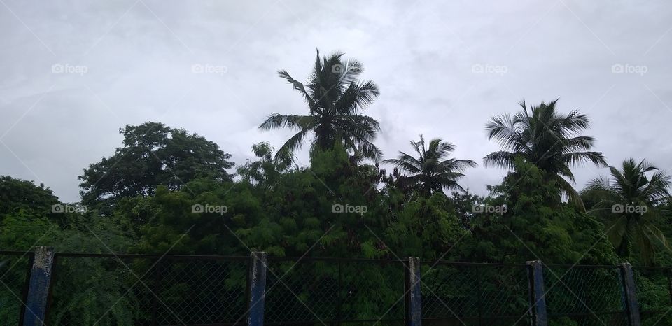 Trees with rainy clouds