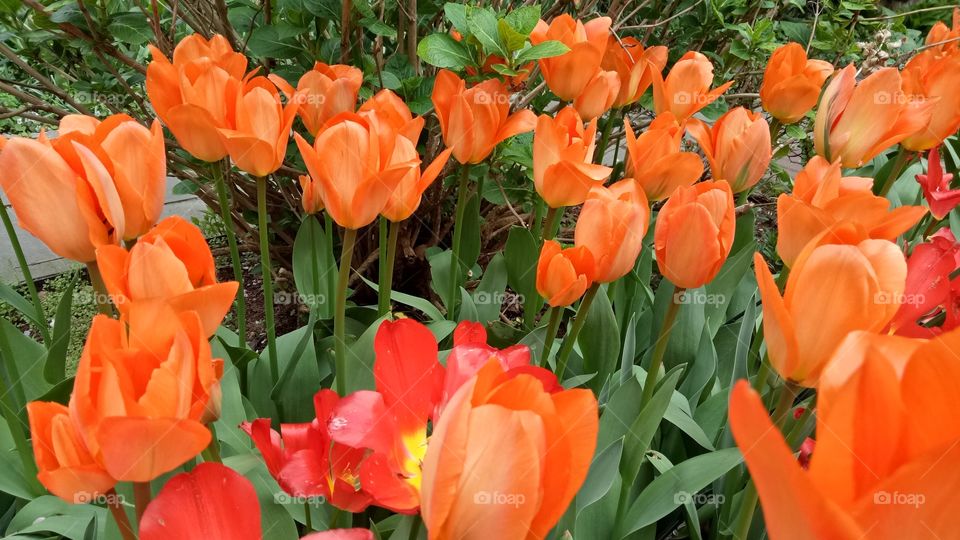 Beautiful didier’s tulips flower blossoms with orange petals in the garden. Spring.