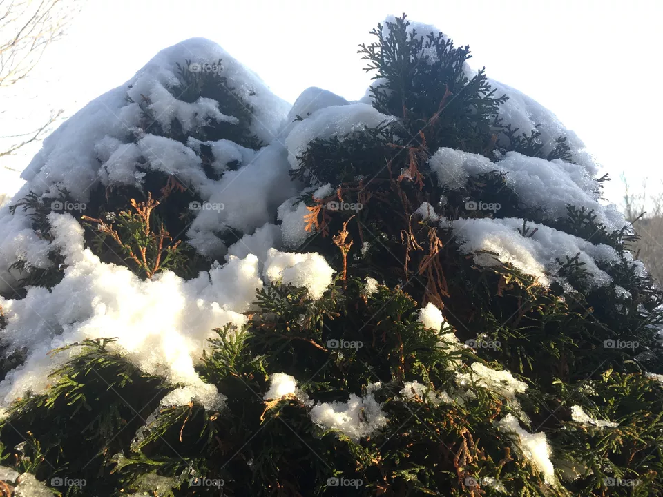 Snow