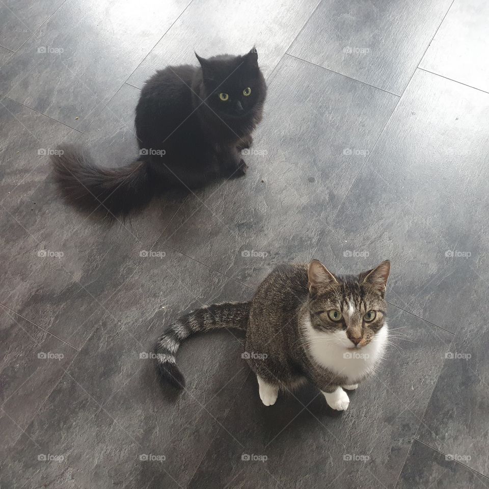 Our cat Tiger and cat Xena.