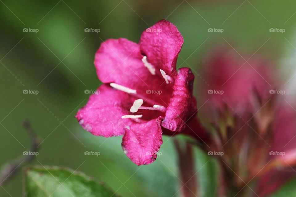 Flower in close up