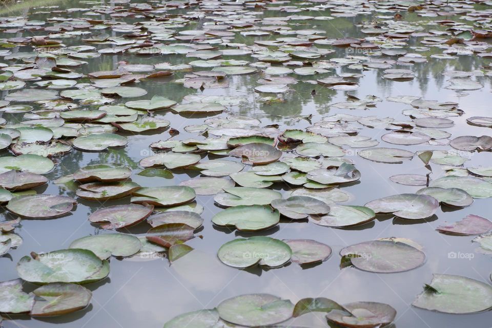 Lotus leaf ponds and lotus flowers arise on the water.