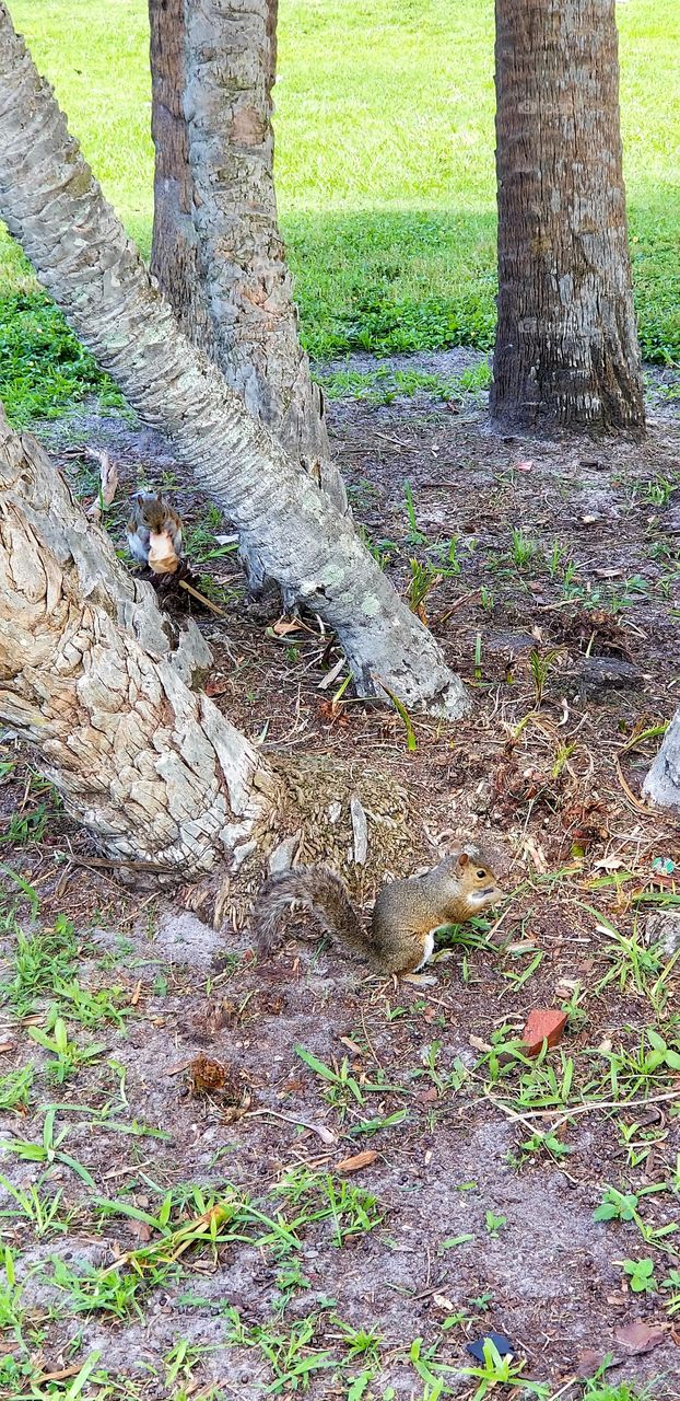 Squirrels feed in the park