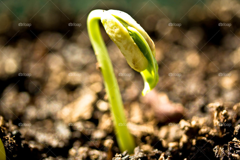 portrait of a plant