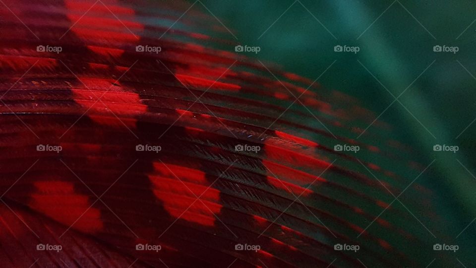 Macro of red feather