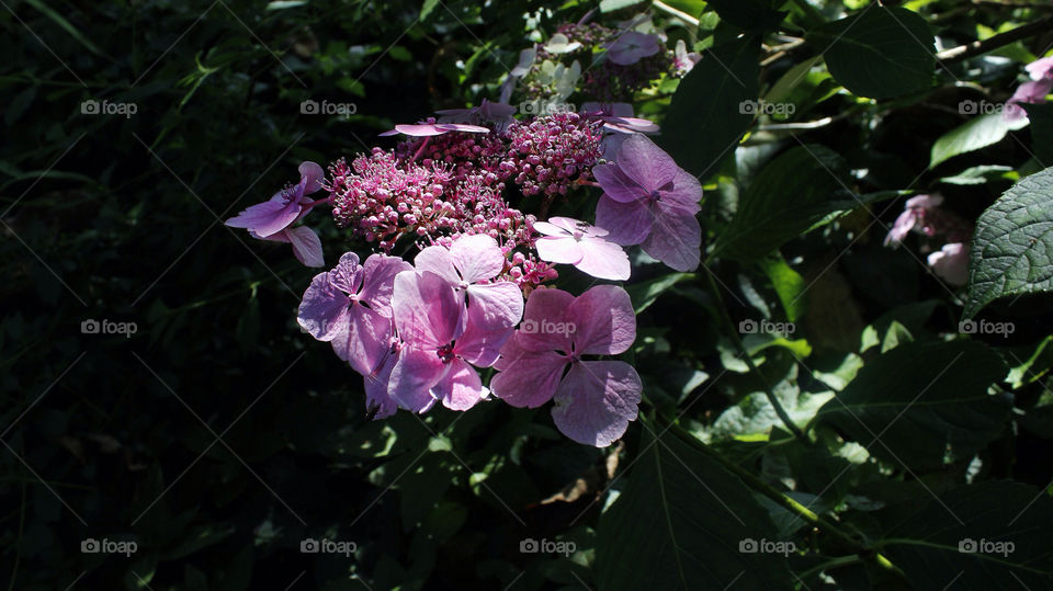 flowers summer sunlight uk by chris7ben