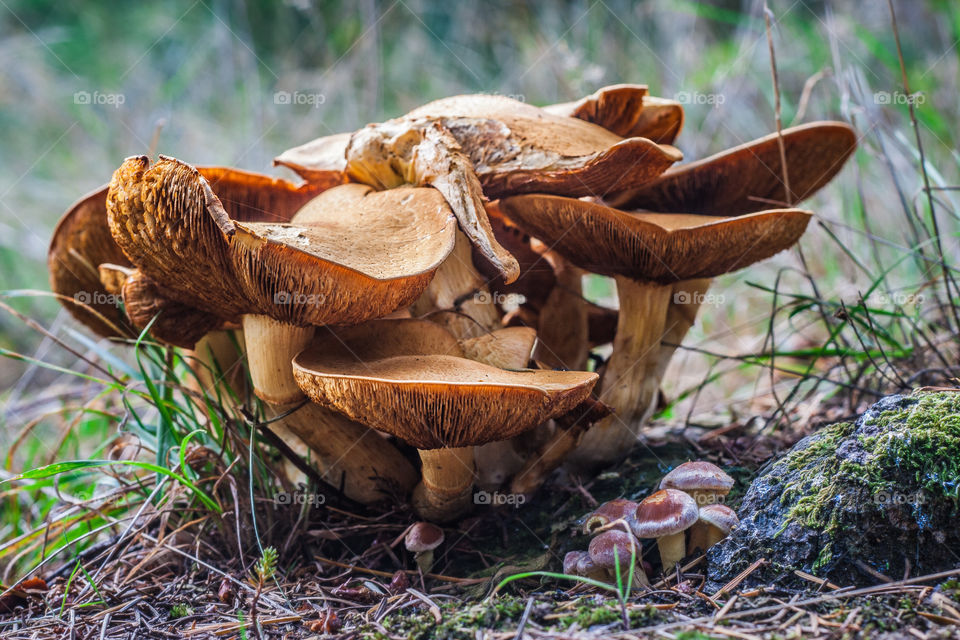 A cluster of orangey-brown Hymenogastraceae growing out of the grass