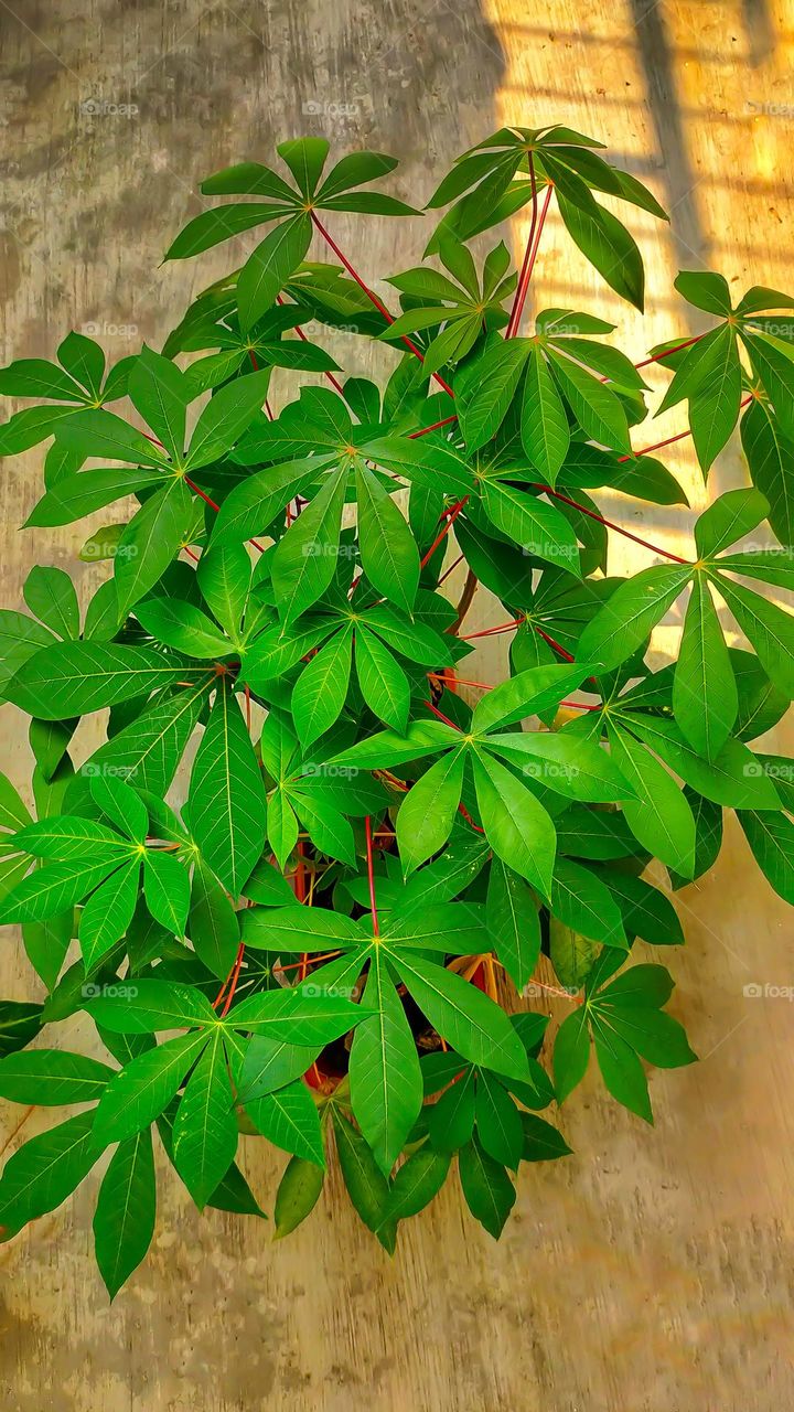 Cassava plant nutrient rich plant, the leaves also edible as vegetable cook.