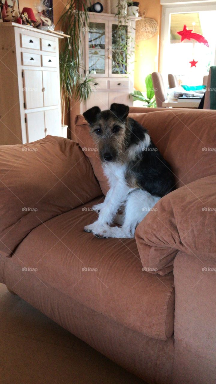 Mein Hund sitzt auf dem Sofa