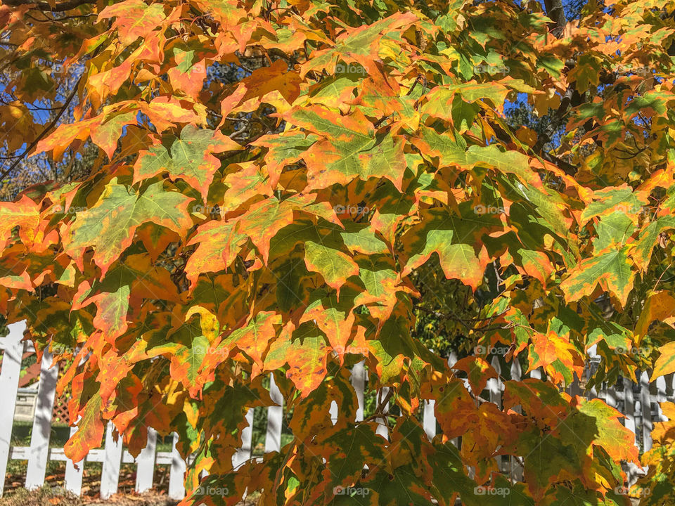 Leaves changing color for the fall