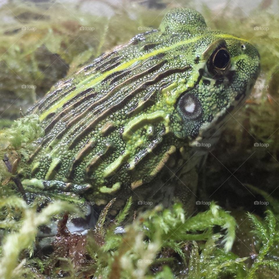 pixie frog