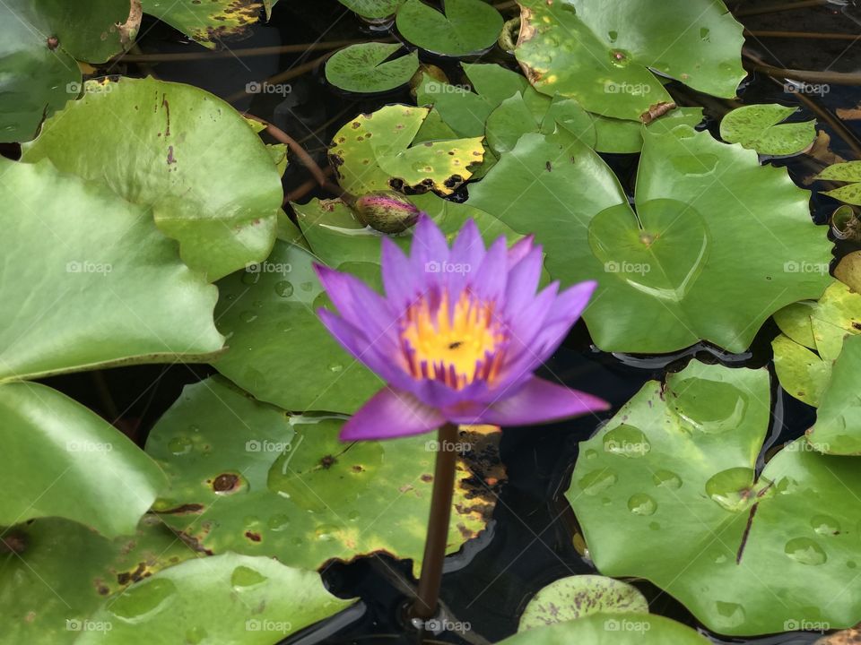 Purple lotus flower at a park 