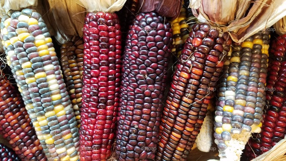 Decorative Indian corn