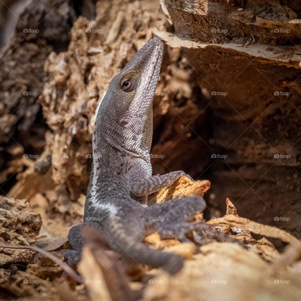 A skeptical sideways glance before scurrying up the wood. Carolina Anole. 