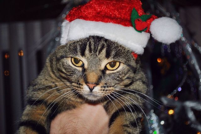 Bah humbug