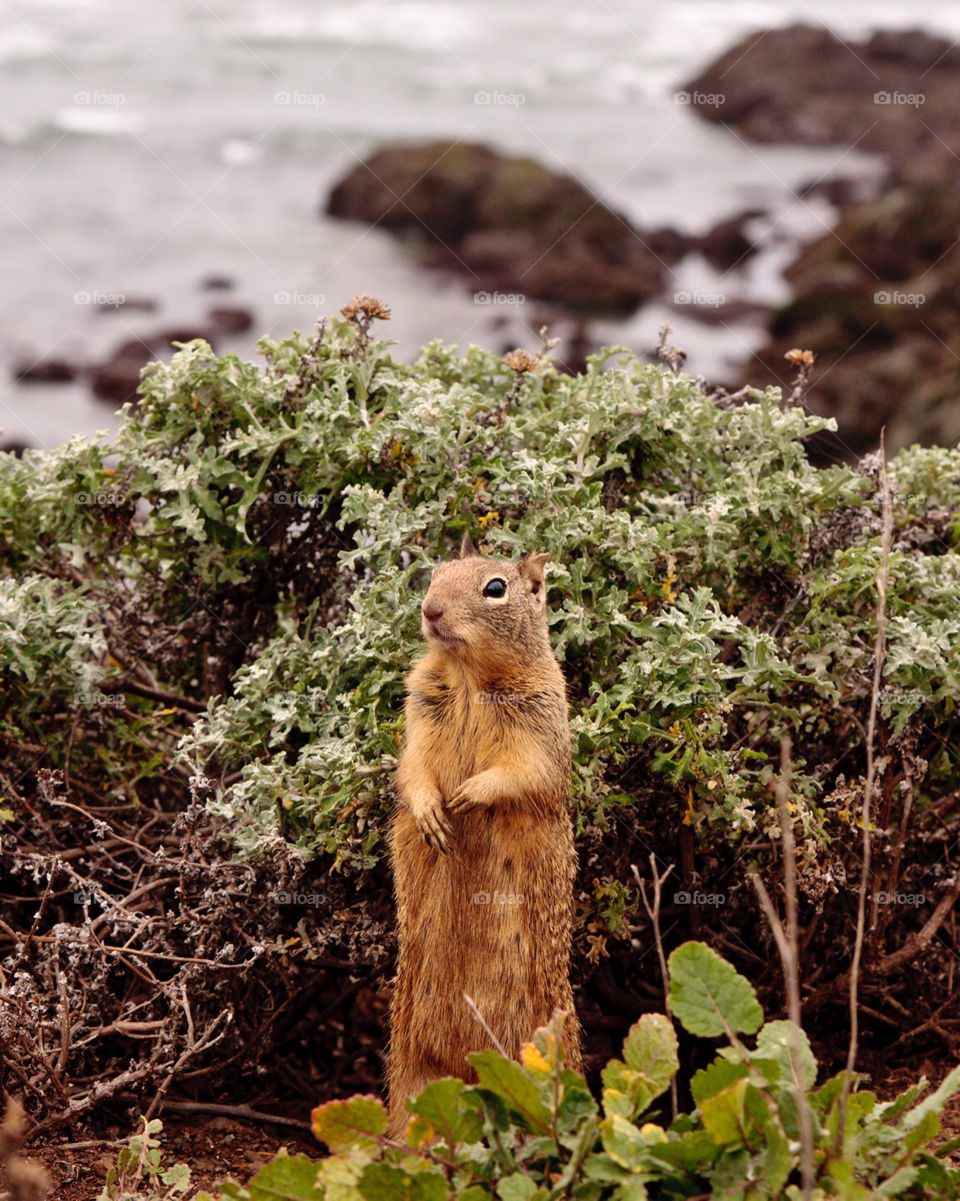 ocean close squirrel animals by hollyau92