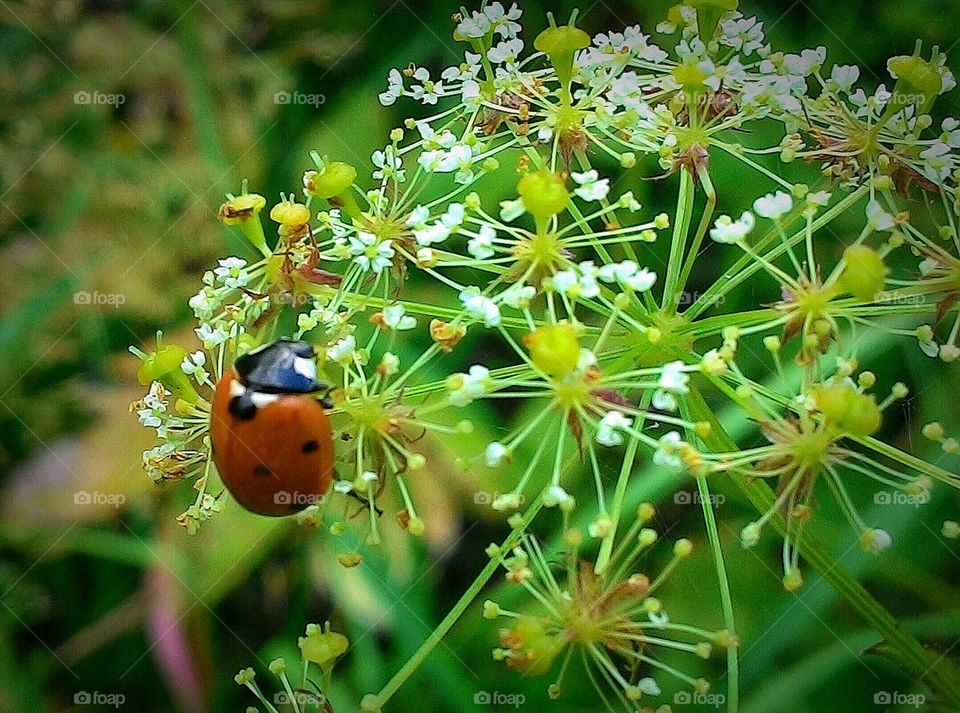 Ladybug on flower