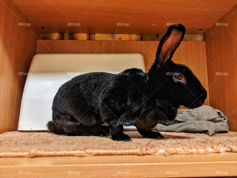 portrait of a domestic black rex rabbit