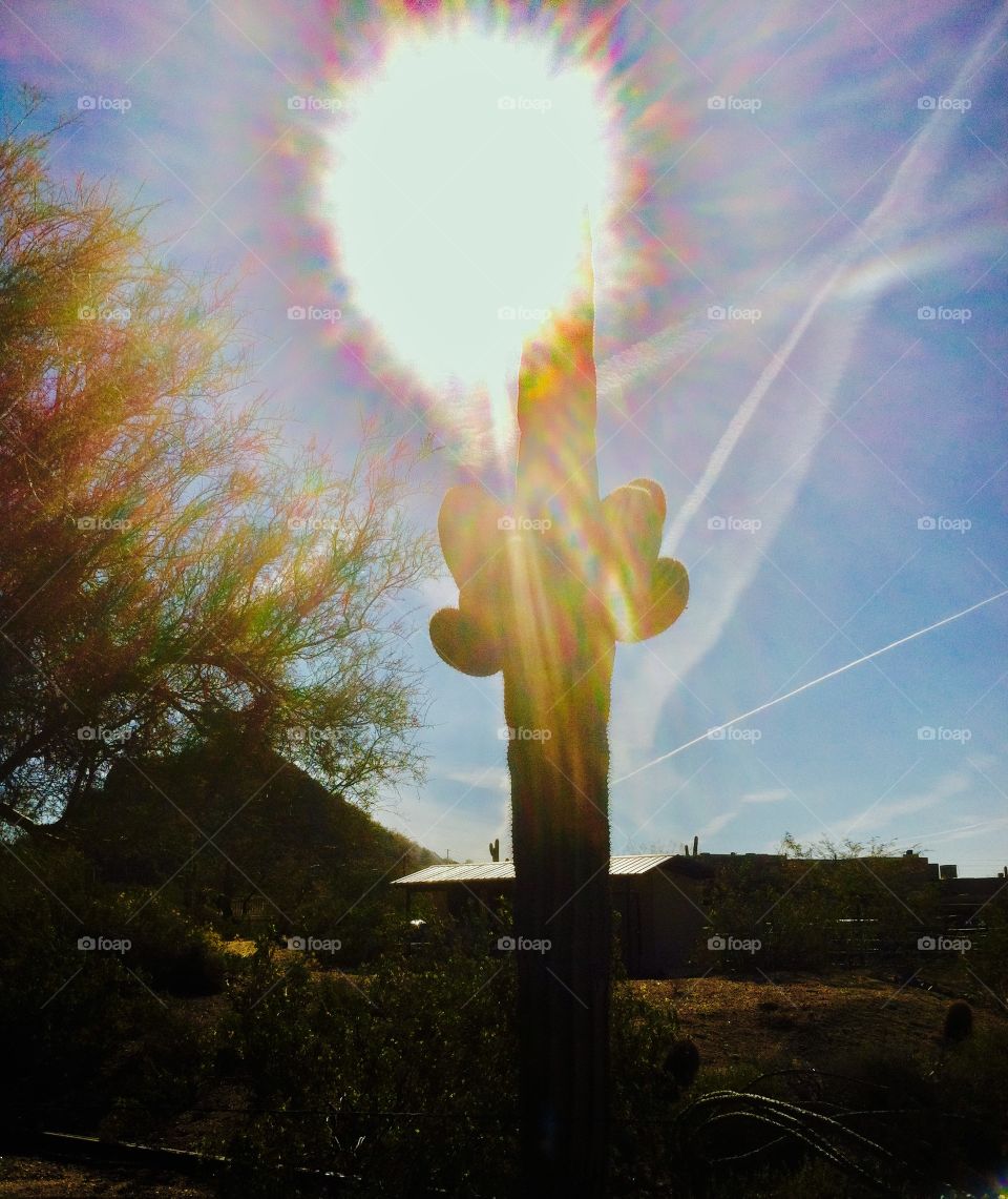 Sunshine over the cactus