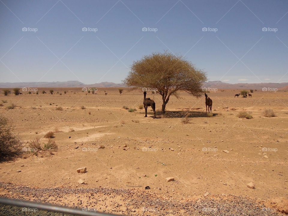 Sahara morocco