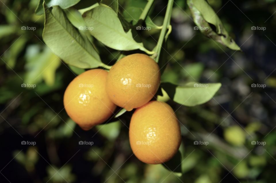 Orange kumquat citrus tree 