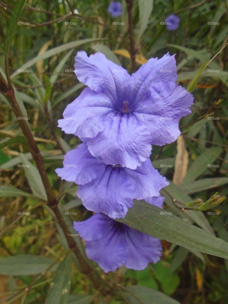 NATURE, GARDEN, LEAVES, FLOWERS, ENVIRONMENT.