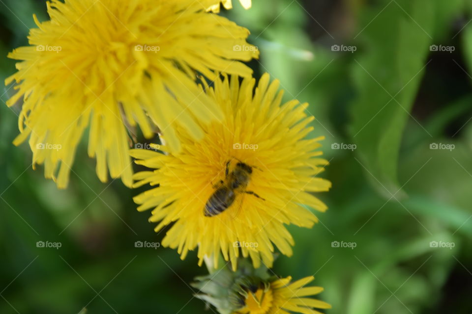 Biene auf Butterblume