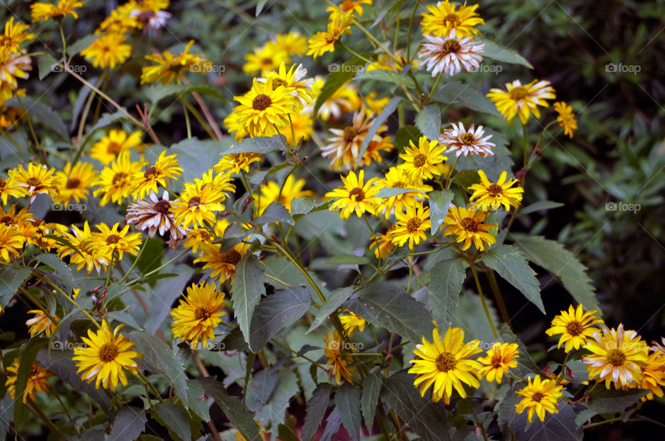 Yellow flowers growing in flowerbed.