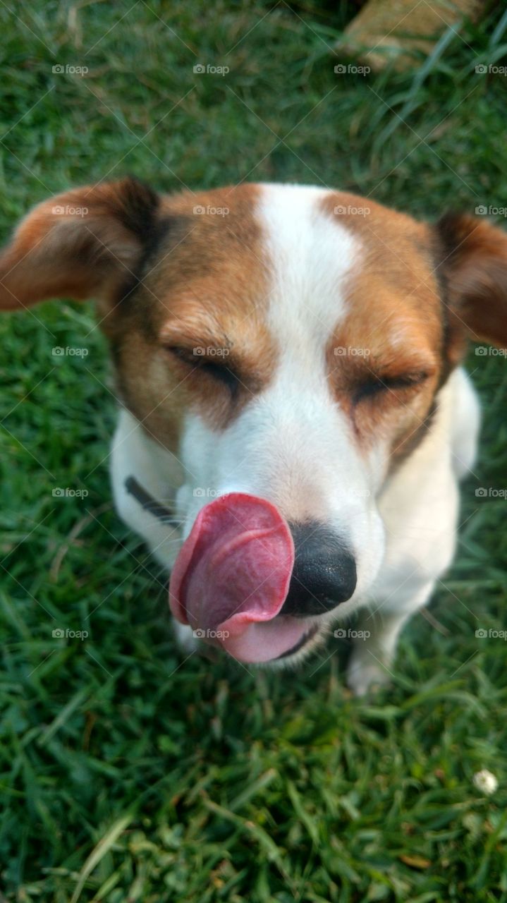 Jack Russell dog with tongue sticking out