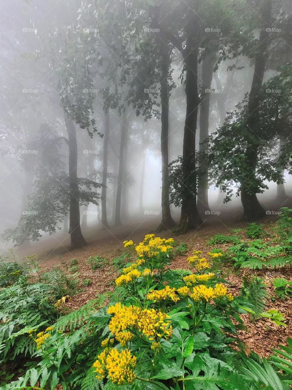 Walking in the misty forest, listening to birds singing and the sound of nature is like walking in the heart of clouds