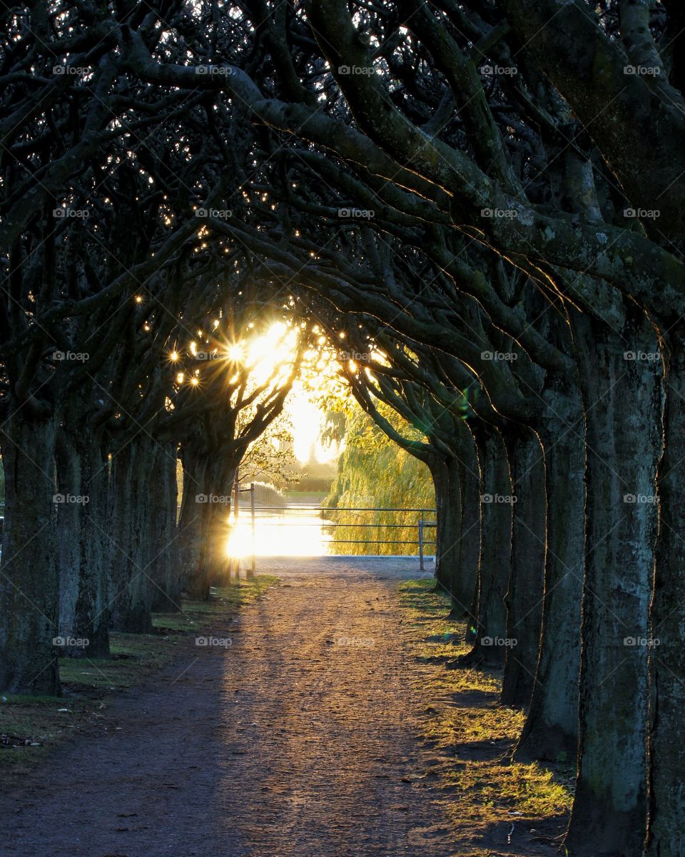 Sunlight through tree trunk