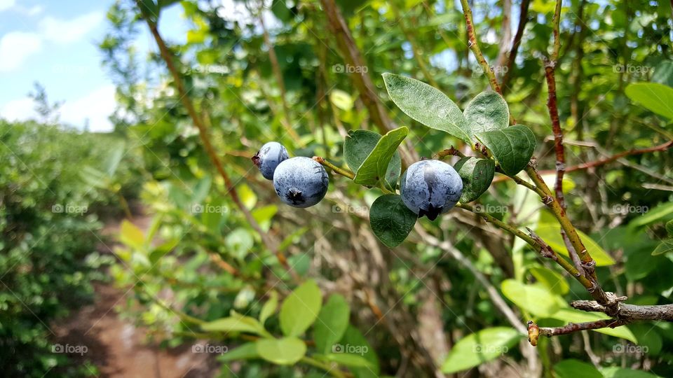 blueberries 2